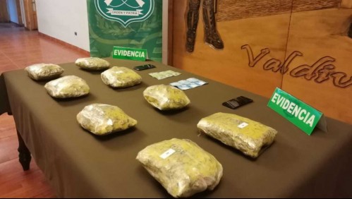 Perrita 'Gemma' de Carabineros detectó a mujer que portaba 82 millones de pesos en droga