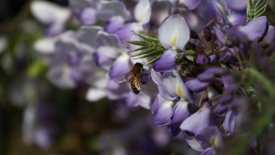 cuando-empieza-la-primavera cuando empieza la primavera
