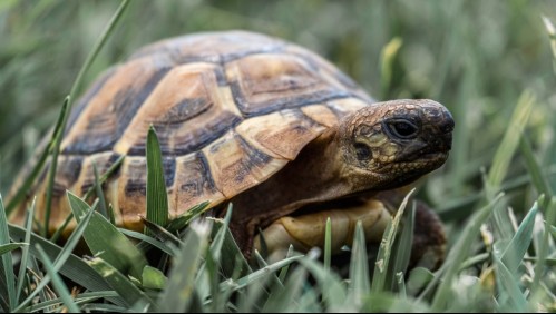 Rescatan tortugas que estaban intoxicadas con plástico y no podían sumergirse