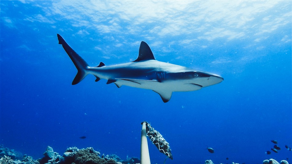 hombre-muere-ataque-tiburon-australia Un hombre muere por un ataque de tiburón en una playa australiana