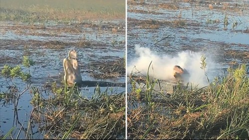 El video que indigna a los ecologistas: Cocodrilo atrapa un dron y explota dentro de su boca