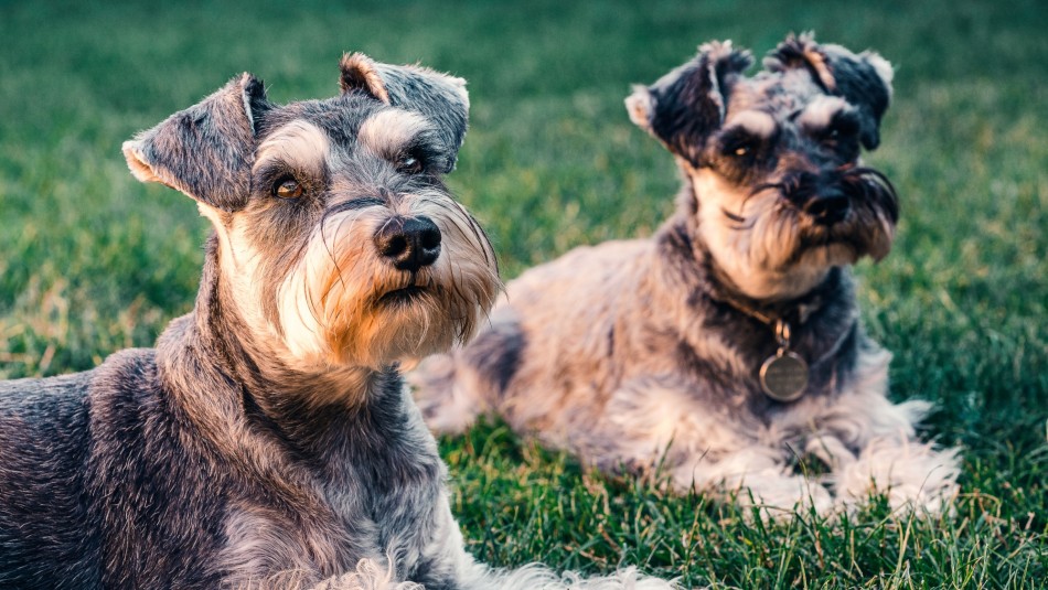 Los más tiernos: Estas son las razas de perros con una versión toy o miniatura Los más tiernos: Estas son las razas de perros con una versión toy o miniatura