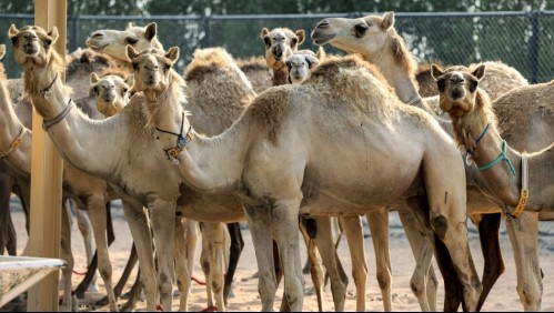 'Animal perfecto': Clonan camellos en Dubái para ganar carreras y concursos de belleza