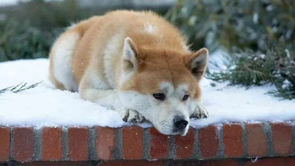 Popular marca de zapatillas lanza colección con homenaje al perro Hachiko Popular marca de zapatillas lanza colección con homenaje al perro Hachiko