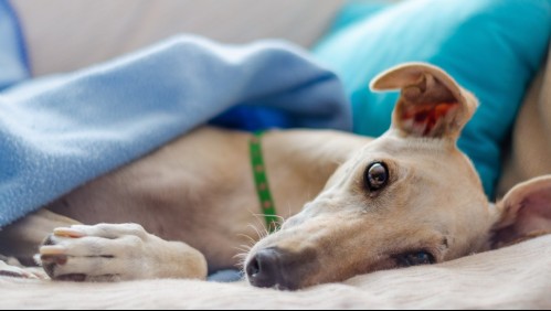 Son los más 'regalones': 7 razas de perros que estarán feliz de pasar una tarde contigo durmiendo