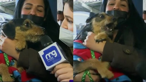 'Nunca me habían atacado así': Periodista del 'Mucho Gusto' casi fue mordida en vivo por un perrito