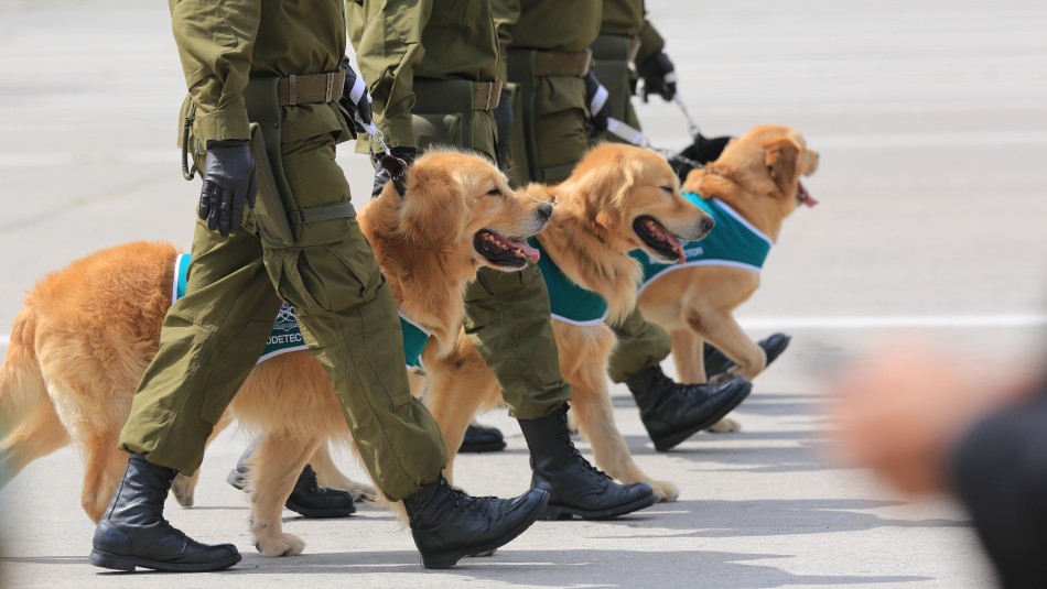 Perros de Carabineros se robaron las miradas durante el desfile de la Parada Militar