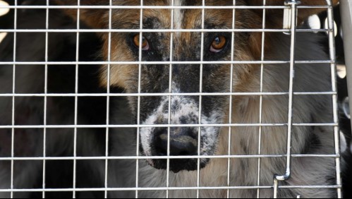 Hombre es condenado a 4 años de presidio por maltrato animal y se le prohíbe a perpetuidad la tenencia de mascotas