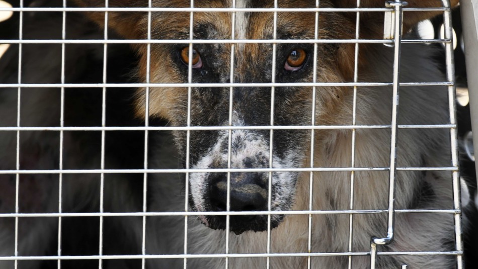 Hombre es condenado a 4 años de presidio por maltrato animal y se le prohíbe a perpetuidad la tenencia de mascotas Hombre es condenado a 4 años de presidio por maltrato animal y se le prohíbe a perpetuidad la tenencia de mascotas