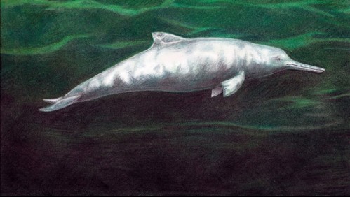 Descubren una nueva especie de delfín que vivió hace 7 millones de años