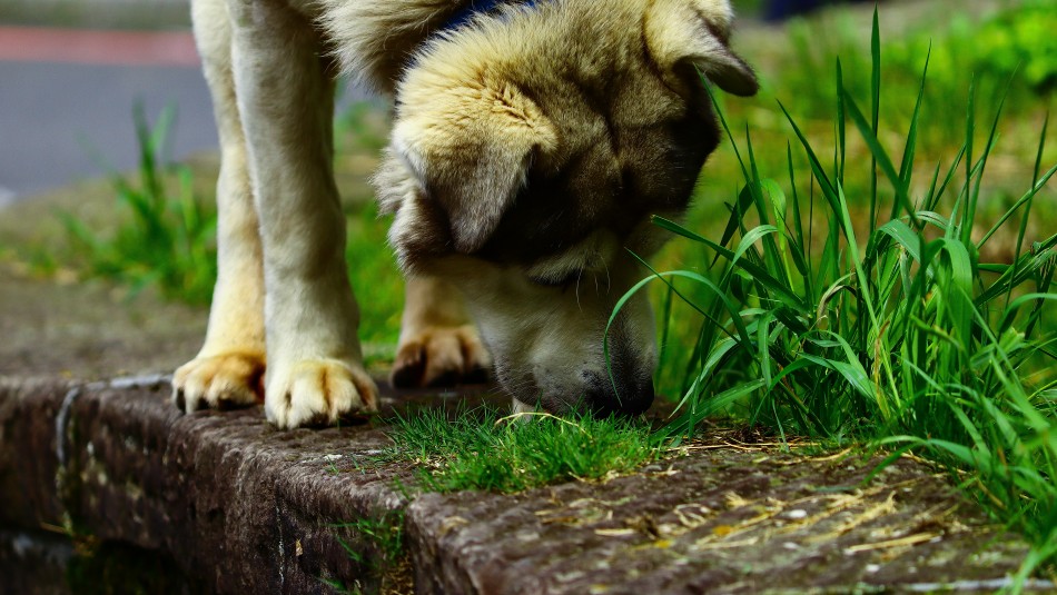 ¿Hábito, enfermedad o solo por placer? Conoce por qué tu perro come pasto ¿Hábito, enfermedad o solo por placer? Conoce por qué tu perro come pasto