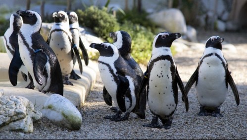 Más de 60 pingüinos en peligro de extinción mueren tras ser atacados por un enjambre de abejas en Sudáfrica