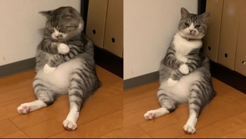 Un adorable gato se queda dormido contra una pared y desata una ola de memes