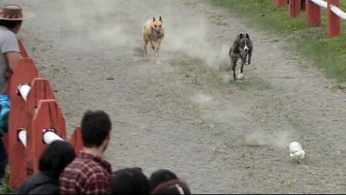 Rechazan proyecto que prohibía las carreras de perros: Iniciativa fue archivada