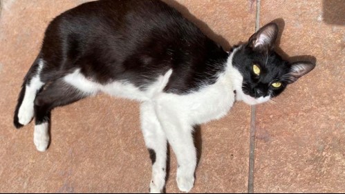 Familia de Antofagasta ofrece $1 millón a quien encuentre y devuelva a su gato 'Guagua'