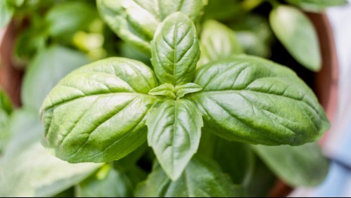 Podría reducir niveles de azúcar en la sangre: Estos son todos los beneficios de la albahaca
