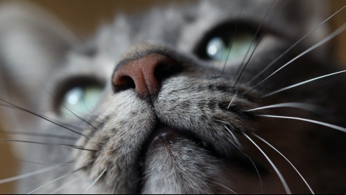 ¡Atento! Estos son los cambios en la nariz de tu gato que demuestran que está enfermo