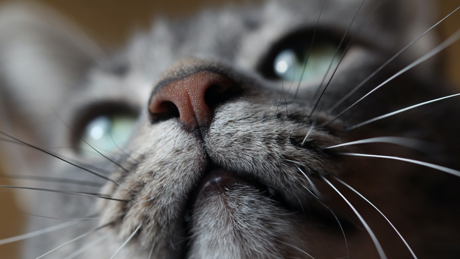 ¡Atento! Estos son los cambios en la nariz de tu gato que demuestran que está enfermo ¡Atento! Estos son los cambios en la nariz de tu gato que demuestran que está enfermo