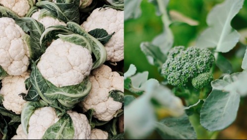 Más allá del color: ¿En qué se diferencian el brócoli y la coliflor?