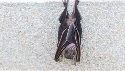 Hombre muere de rabia luego de amanecer con un murciélago en su habitación