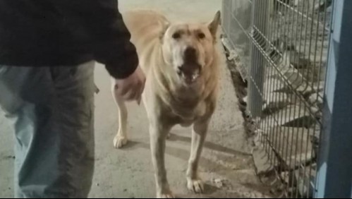 Perro 'héroe' de Antofagasta frustra asalto a bencinera pero termina baleado en una pata