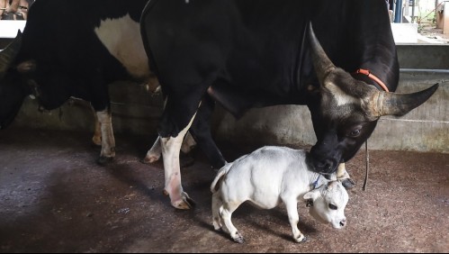 56 cm de altura y 26 kg de peso: así era Rani, la vaca más pequeña del mundo reconocida en el récord Guinness