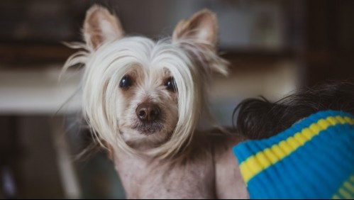 ¿No te gustan los pelos en la ropa?: Estas son 5 razas de perros 'pelados'