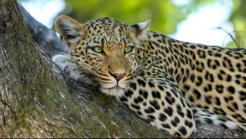 Mujer de 55 años logró salvarse del ataque de un leopardo golpeándolo con su bastón