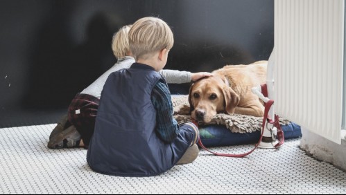 ¿Tienes hijos?: Estas son las razas de perros ideales para la familia