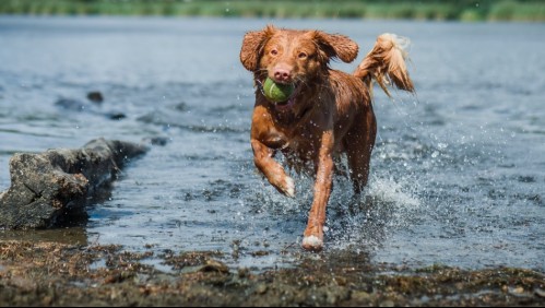 Llévalos a la piscina: Estas son las razas de perros fanáticas del agua