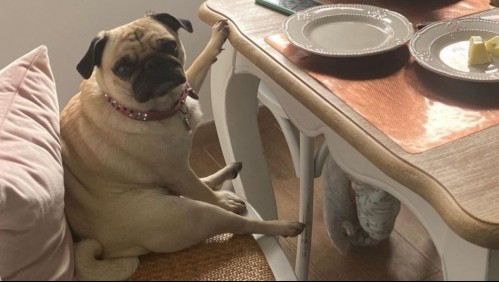 Perros y mascotas serán considerados como hijos en caso de divorcio en España