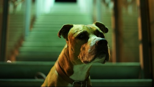 'Una auténtica pesadilla': Niña de apenas 16 meses muere tras ser atacada por los perros pitbull de su tío