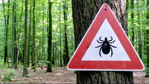 Nuevo virus detectado en Japón: Así es como se transmite el virus Yezo