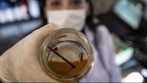 Científica chilena crea 'bacteria come metales' y ahora sueña con desintegrar desechos mineros