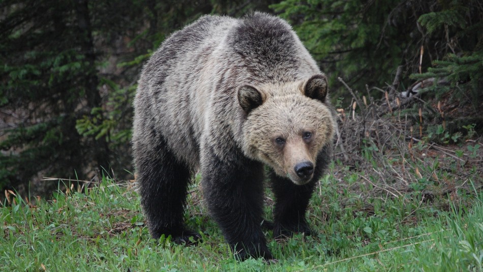 Mujer es encarcelada por acercarse a una osa grizzly para tomarle una foto Mujer es encarcelada por acercarse a una osa grizzly para tomarle una foto