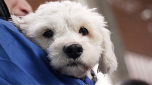 Presentan proyecto para dar un día libre a quienes sufran la muerte de su mascota