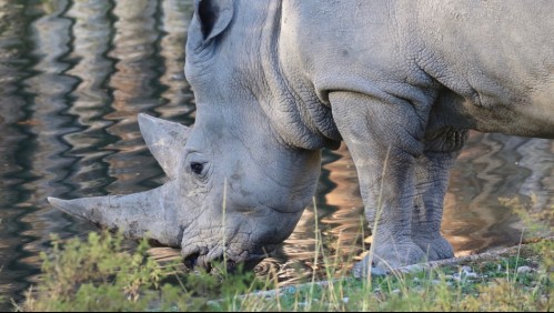 Muere el rinoceronte blanco más viejo del mundo nueve años después del fallecimiento de su compañera