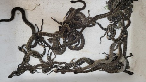 Encuentran más de 90 serpientes cascabel bajo la casa de una mujer