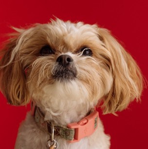 ¿Vives en departamento? Estos son los perros ideales para ti ¿Vives en departamento? Estos son los perros ideales para ti