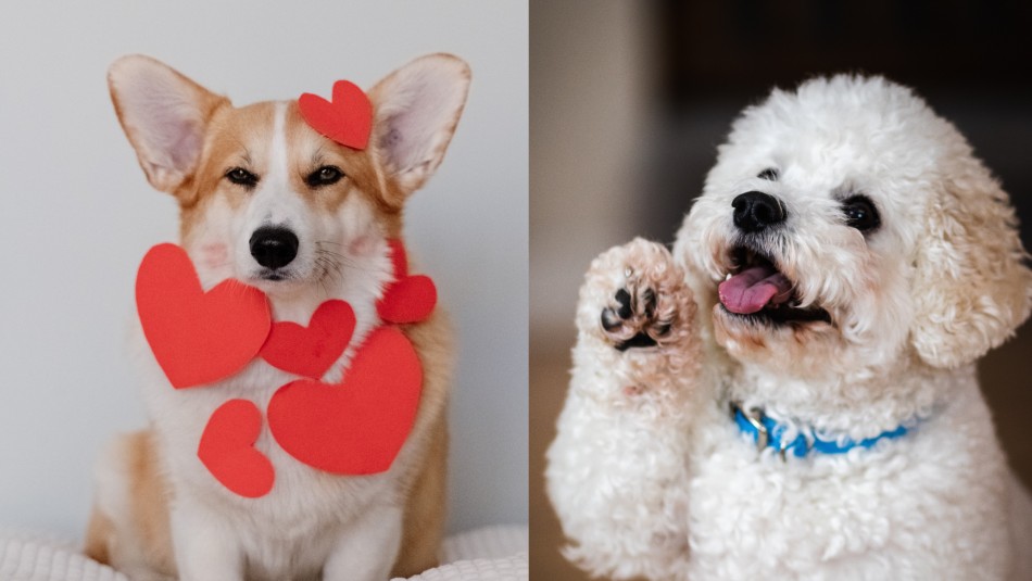 razas-perros-para-personas-mayores Corgi y poodle