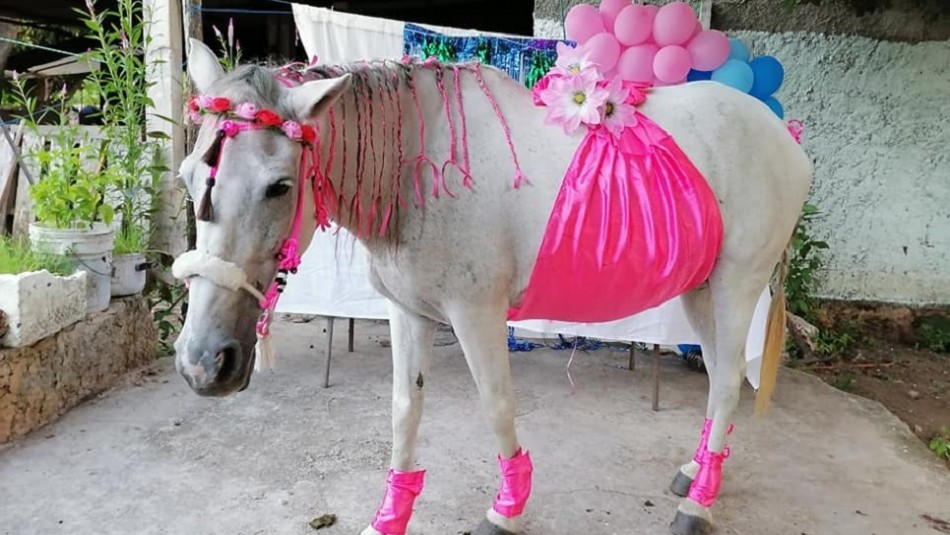 Celebran baby shower de una yegua con globos y pastel: 