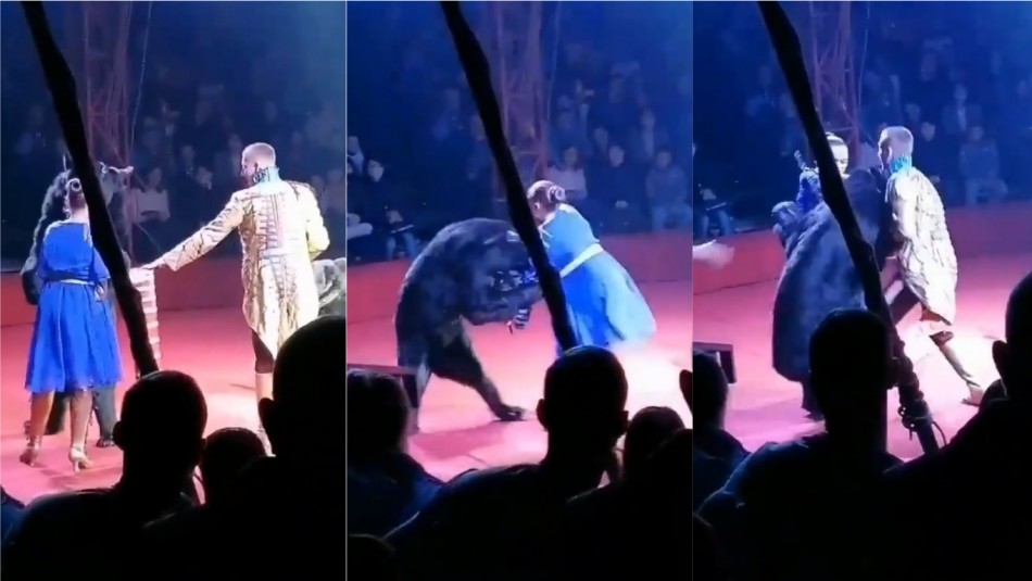 Video registra feroz ataque de un oso a una mujer embarazada durante un show de circo