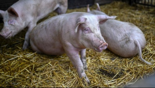 Logran trasplantar el riñón de un cerdo genéticamente modificado en un humano