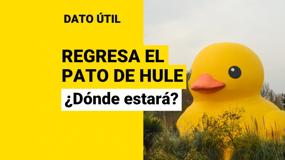 pato-de-hule-donde-estara-hecho-en-casa Pato de hule donde estara hecho en casa