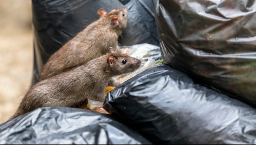 Leptospirosis: La rara enfermedad que pone en riesgo la vida de personas y mascotas en Nueva York