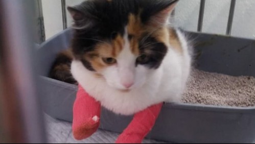 Veterinario acusado de mutilar 10 falanges a su gata niega negligencia: 'Alguien de mi clínica me quiso perjudicar'