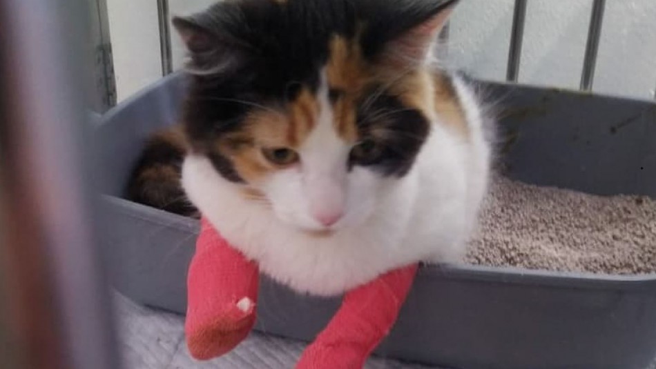 veterinario-acusado-de-maltrato Veterinario acusado de mutilar 10 falanges a su gata niega negligencia: