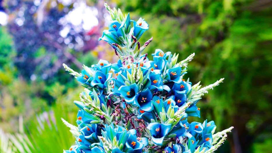puya-alpestris Puya alpestris en flor