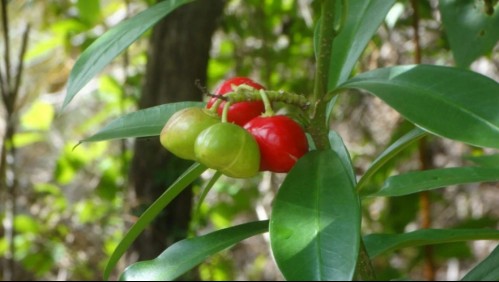 Se conoce como 'huevo de gato' o 'campanilla': Dos pequeños mueren luego de comer venenoso fruto de su jardín