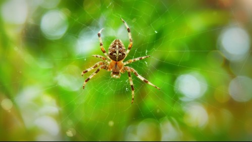 Mujer acude al doctor por un malestar en el oído y se da cuenta que tenía una araña viva